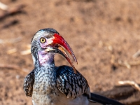 Rezerwat w Chobe (Botswana)
